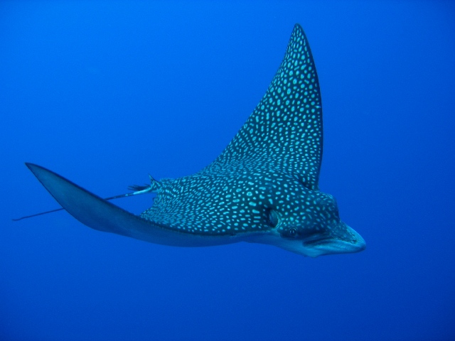 spotted eagleray 290505.JPG